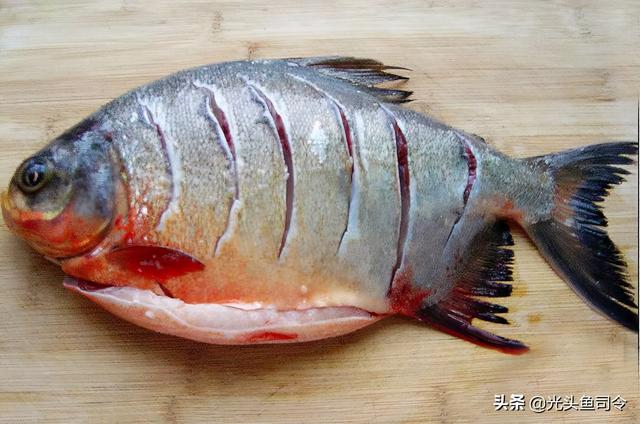 为什么大多数鱼的背部黑腹部白，为什么鱼的腹部是白的（钓条不认识的鱼）