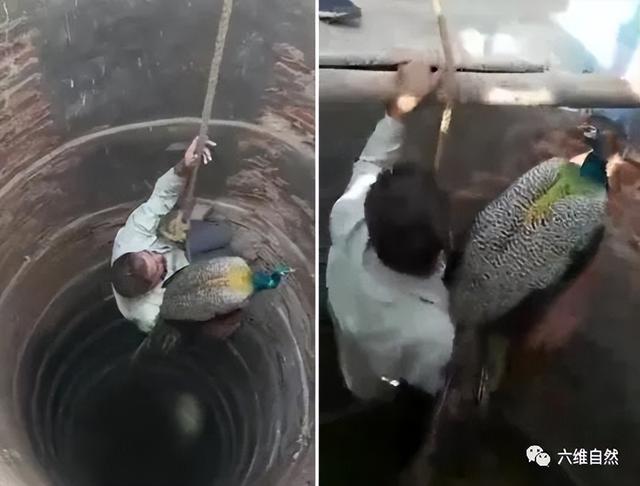 孔雀会飞吗，孔雀会飞吗是鸟类的吗（​印度一只孔雀跌下18米的深井）