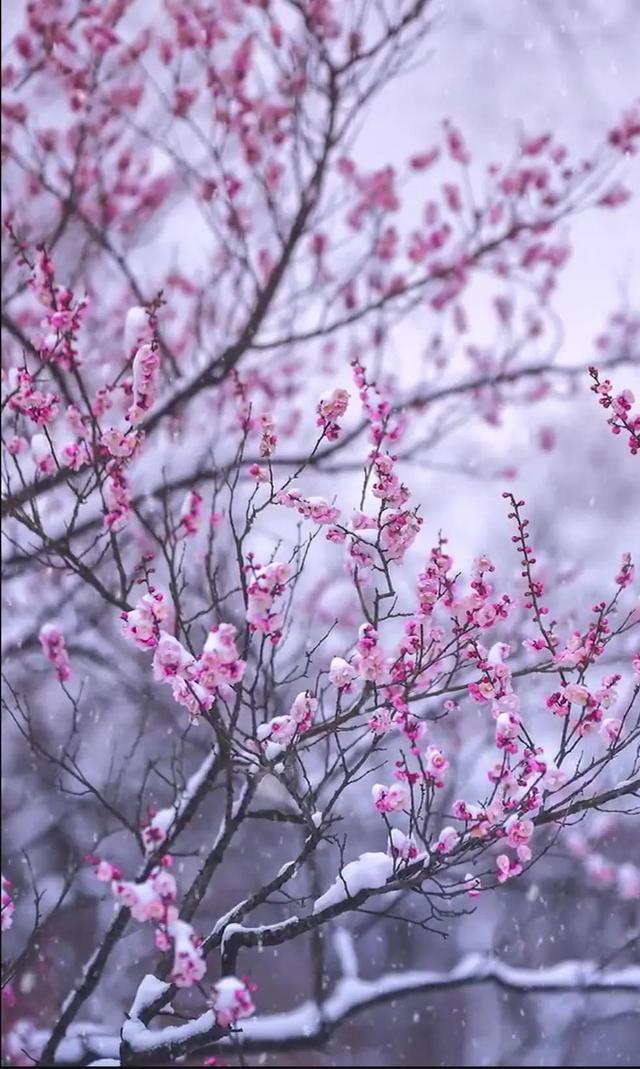 现在中国国花是什么花适合春秋穿的衣服，中国的国花是什么（5种“高贵花”）