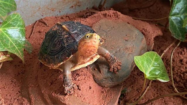 黄缘龟是水龟还是半水龟，黄缘龟是深水龟还是浅水龟（小黄缘龟水养好还是陆地养好）