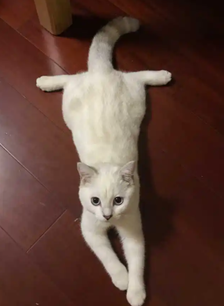 猫尾巴竖起来什么意思，猫的尾巴代表着什么意思（猫咪“尾巴”会说话）