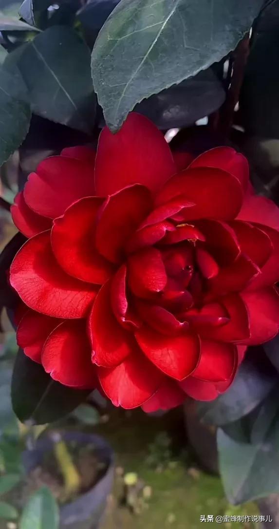 适合做微信头像的花朵图片，微信头像风景花朵图片     春暖花开（春暖花开的季节，美如仙境）