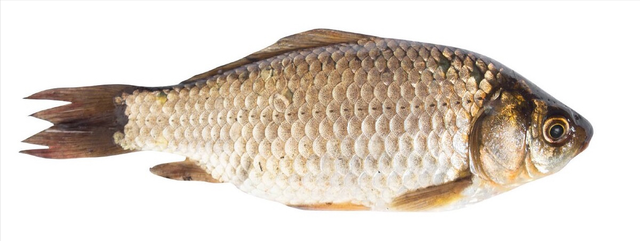 什么鱼适合清蒸，什么鱼适合蒸（带你认识不同的鱼和吃法）