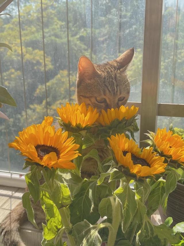 动漫海边（向日葵）少女，微信头像，动漫海边（向日葵）少女（听说每个喜欢向日葵的女孩）