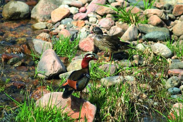蓝桉的另一半情侣网名，蓝桉树红嘴蓝鹊微信昵称（跟着“鸟王爷”去观鸟）