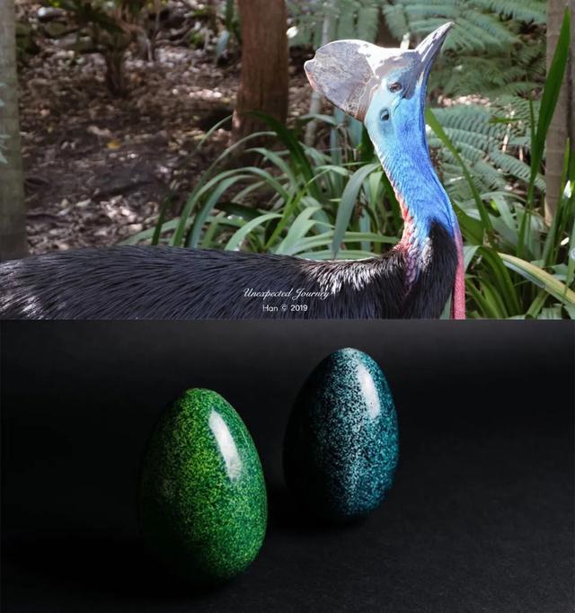 什么是具足虫，具足虫平安名堇（窥探奇异生物的世界）