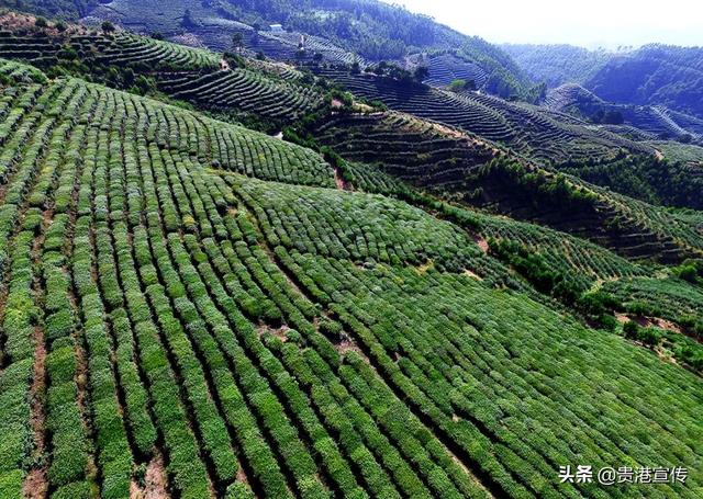 覃塘毛尖的冲泡方法，贵港覃塘毛尖（贵港市这地一产业“出圈”）