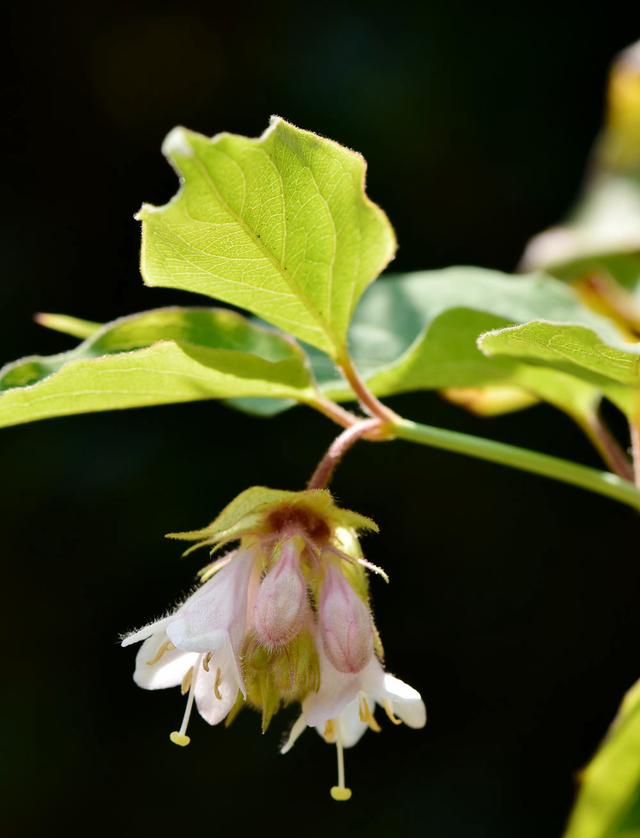 纸花怎么做简单又漂亮，怎么做简单又漂亮的纸花（小小的花朵）