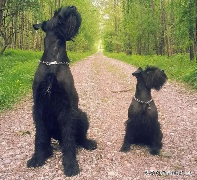 小狗的简单介绍，狗的介绍手抄报（狗狗也分高低贵贱）