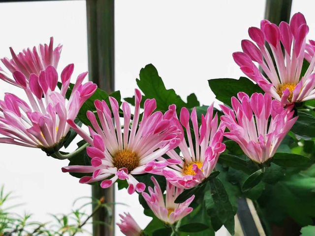 十二生肖配对什么花，十二生肖的花配（新年有新的福气花）