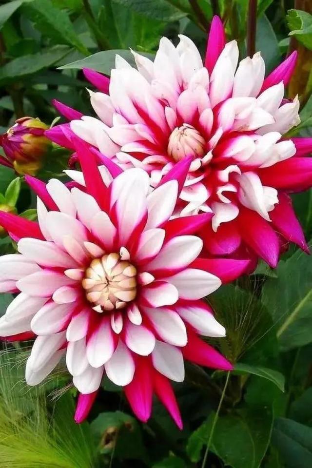 夸赞女人漂亮的句子，夸女人的美言佳句（女人如花，绚烂绽放，活出精彩）