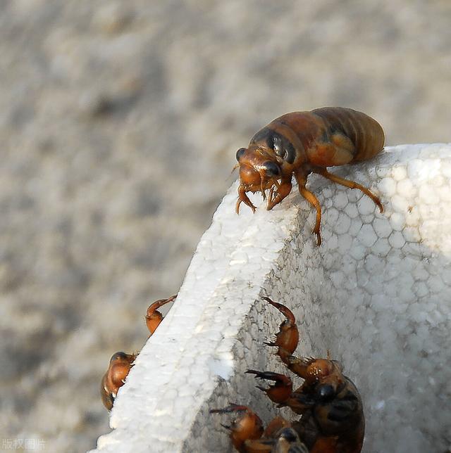 蝉怎么炒才好吃，蝉炒来吃有什么好处（不能错过的夏日应季美食——知了猴）