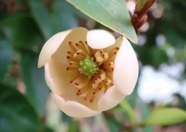 含笑花什么时候开花，分享图片——深山里（含笑花何时开花）