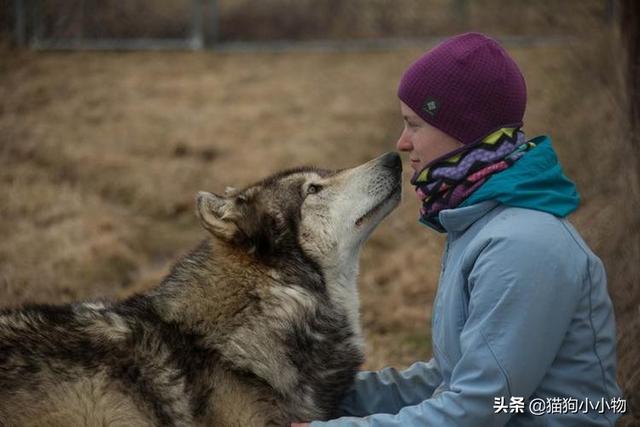 狼叫是什么意思，在狼群中学会狼叫是什么意思（狗子为何总发出“狼叫”声）