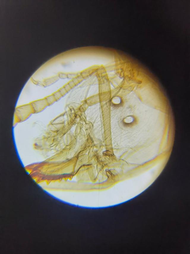 光学显微镜是什么东西，光学显微镜是什么东西图片（通过有趣的实验一起来学习吧）