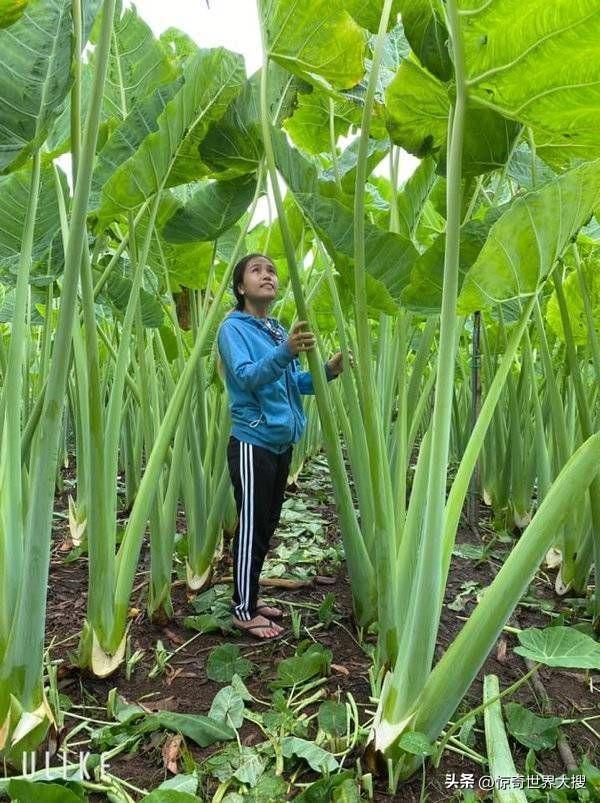 世界上最大的熊，世界上最大的熊是什么熊（25个比你想象中要大的巨物）