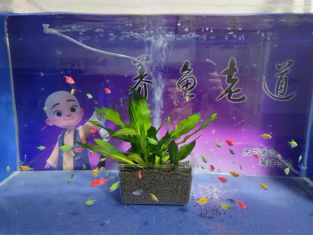 水草（水草种植），小鱼缸简单栽种水草模式（水草怎么栽）