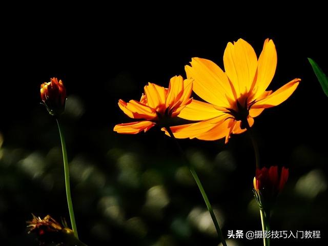 图片透明度怎么调，美图秀秀设置图片透明度（如何让花瓣呈现出半透明的通透感）