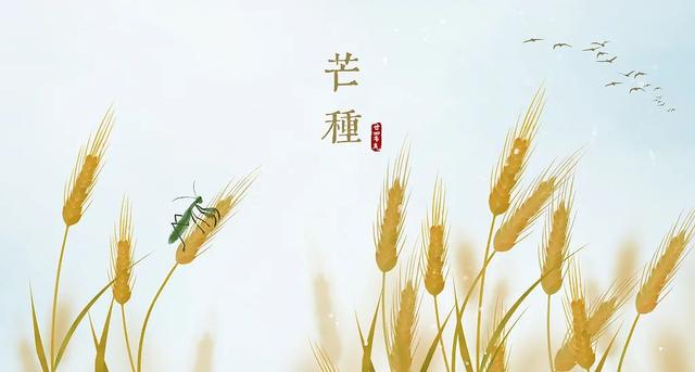 芒种是什么意思，二十四节气之芒种（芒种丨这么忙，这么美）