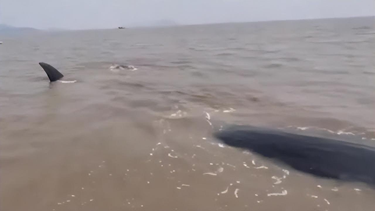 19米巨型抹香鲸搁浅遇险，多方合力成功实施海上救援，重归深海。