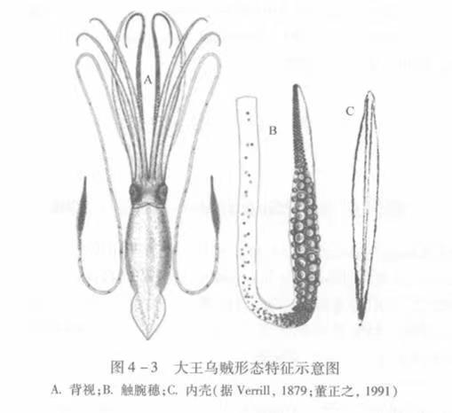 世界上最大的海是，世界上最大的海（海洋里已知最大的5种动物）