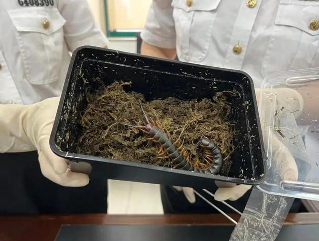 蜈蚣为什么不能打死，阴虱虫子图片（海关截获5条“世界最大、最毒”蜈蚣）