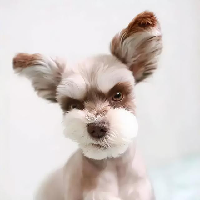 大型犬图片，昔日“受人追捧”的雪纳瑞（阿拉斯加大型犬图片）