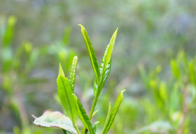 江西十大岩茶，这3款受到偏爱
