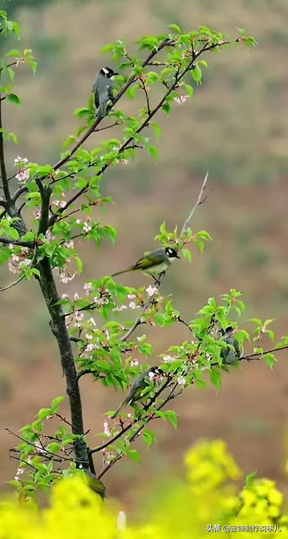 适合做微信头像的花朵图片，微信头像风景花朵图片     春暖花开（春暖花开的季节，美如仙境）