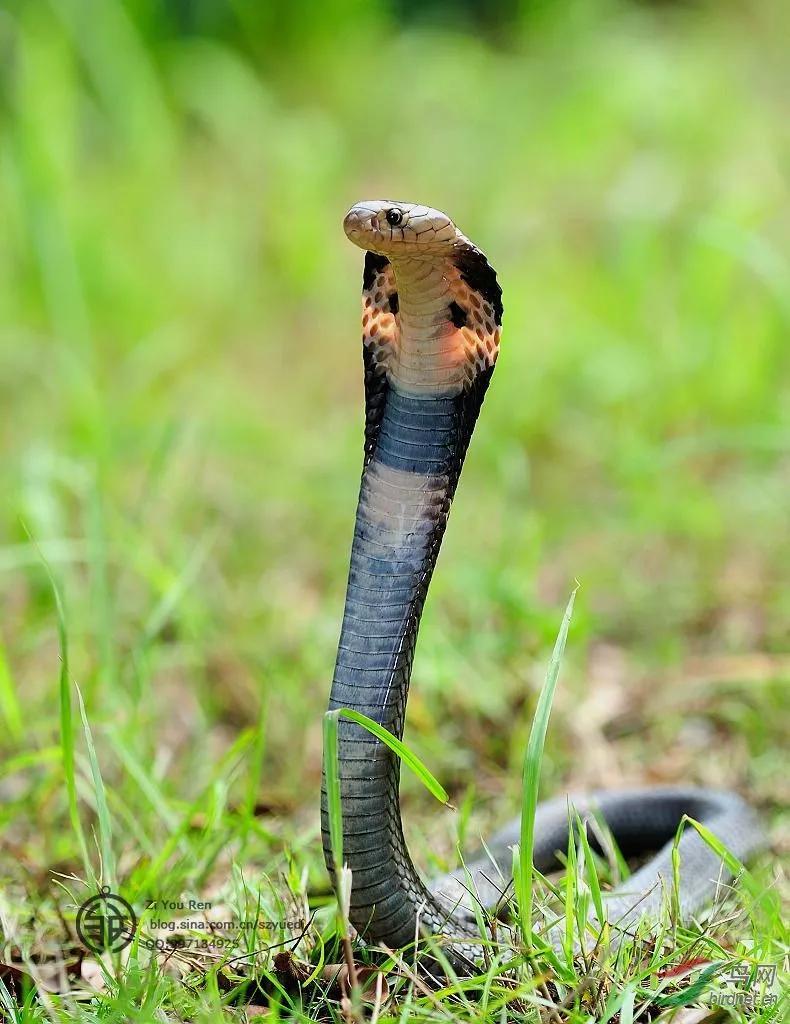 b,盘点我国十几种毒蛇种类,你认识几种?