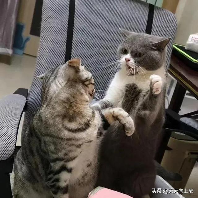 吸鞋是什么意思，吸烟鞋是什么鞋（关于我家猫的某些怪癖）