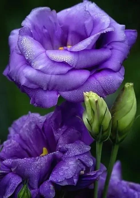 鲜花图片，鲜花图片下载 免费（分享图片：60款精美花卉图）