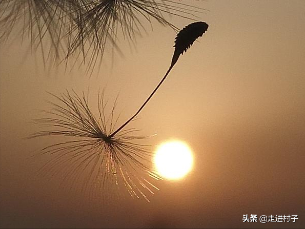 蒲公英靠什么传播种子，蒲公英传播种子的方法（这三种方式很神奇，赶紧收藏）