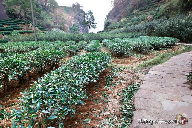 武夷山岩茶是什么茶，武夷山岩茶是什么茶?崇亮传播茶文化（我眼中的武夷山）