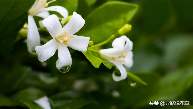 七里香花语，七里香花语象征与寓意（七里香：七里香歌好听）