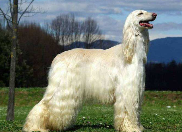 巨贵犬多少钱一只，比熊犬价格大概多少钱一只（网友：养得起这些狗）