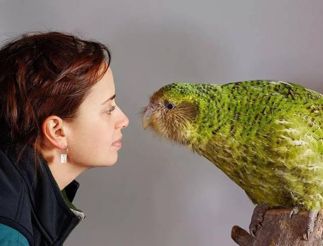 鸮和猫头鹰区别，领角鸮和猫头鹰区别（最大的鹦鹉却不会飞）