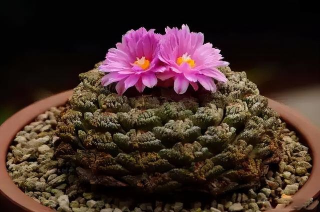 睡火莲介绍，睡火莲图片大全（8种“贵族花”）