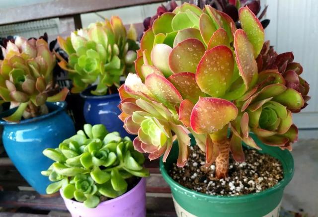 多肉花怎么养，多肉花怎么养才能爆盆（冬天夏天都很美）