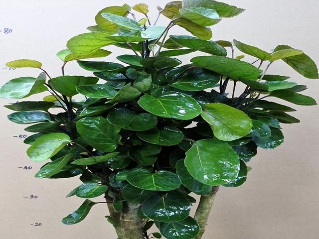 客厅盆景树种前十名，栽客厅里的吉祥富贵树（适合客厅养的9种树）