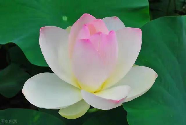 格物致知的意思，格物致知的含义（古今都错解的〖格物致知〗究竟是何意）