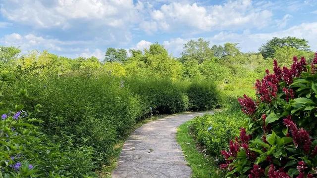 关于爵床科介绍，爵床科的特点（西双版纳植物园亮相了）