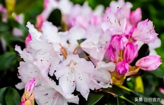 男孩子喜欢你的表现，男生喜欢你的种种表现（才会有的四个“反常”表现）