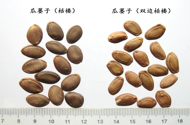 瓜蒌的功效与作用,瓜蒌的功效与作用吃法("大积医"里的"小药植"