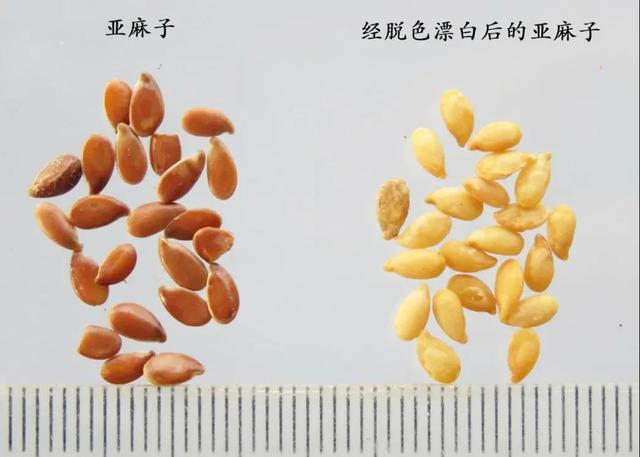 柏子仁的功效与作用，制远志的功效与作用（每天学习一味中药——柏子仁）