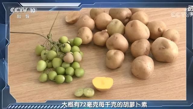 新土豆怎么做种子，从薯块繁殖到种子繁殖