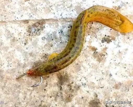 捉鱼经验谈：捉泥鳅的几种方法和技巧，捉鱼经验谈（泥鳅钓鱼为什么人人喊打）