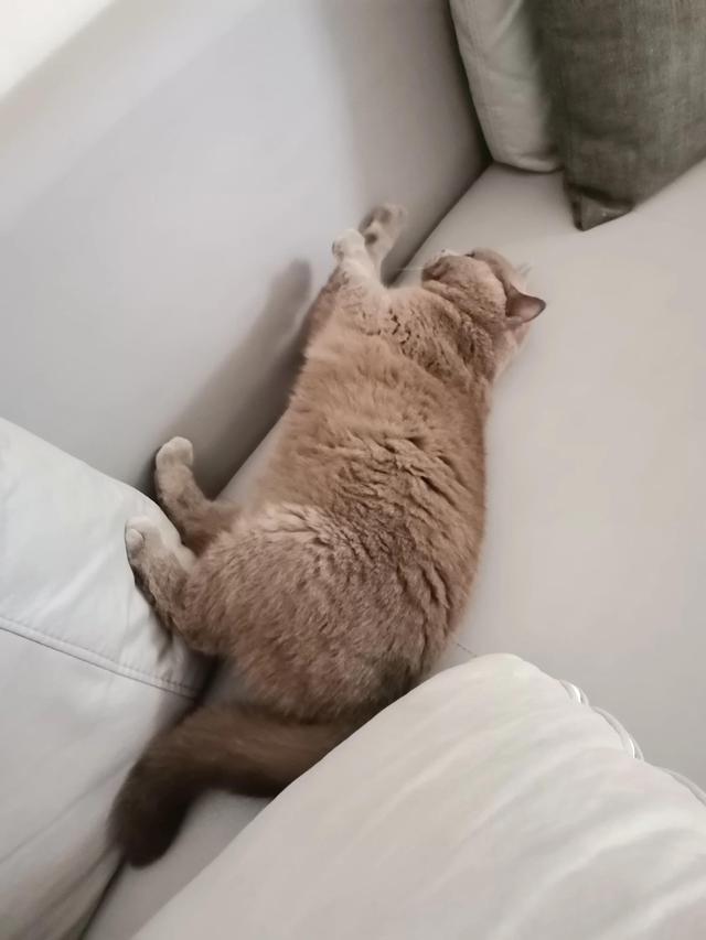 小灰灰可爱图片，好可爱的小灰灰，微信头像（我的动物朋友一一小灰灰）