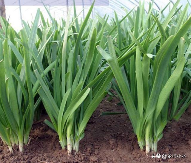 菲菜怎么做好吃，韭菜的做法有哪些（在家用泡沫箱种韭菜）