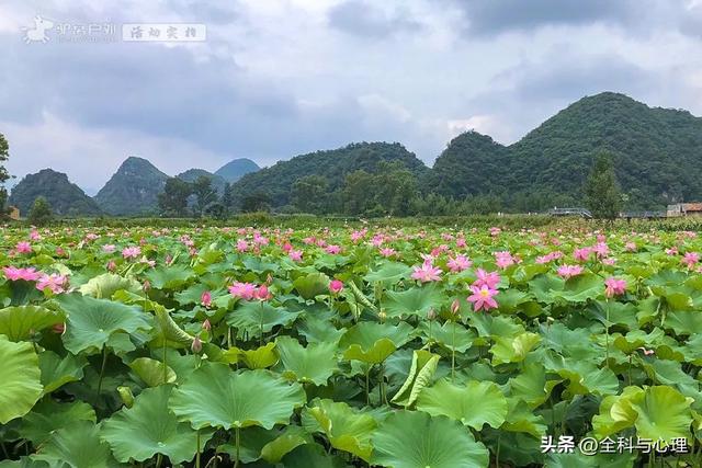 泸沽湖的海藻花几月份去最好，夏日云南美景可不止一点点